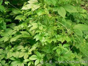 Estratt tal-Pentaphyllum Gynostemma