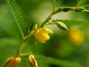 Cassia Nomame estratt