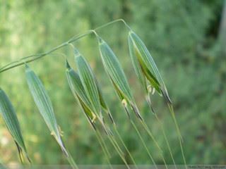 oat straw oat straw