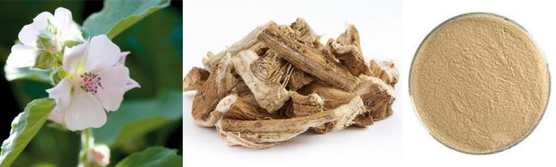 Marshmellow root and extract Marshmellow root and extract