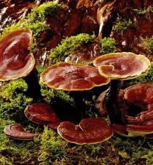 Estratt tal-Ganoderma