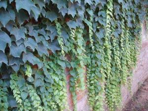Estratt tal-ivy