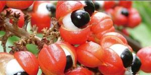 Estratt tal-Guarana