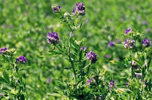 Estratt ta 'Alfalfa
